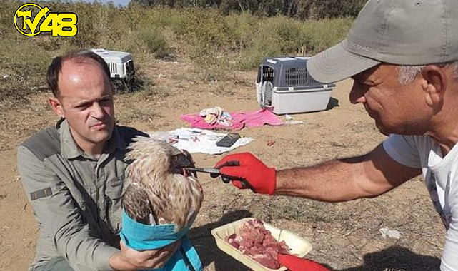 Kuşadası&#039;nda yılan kartalı için seferberlik