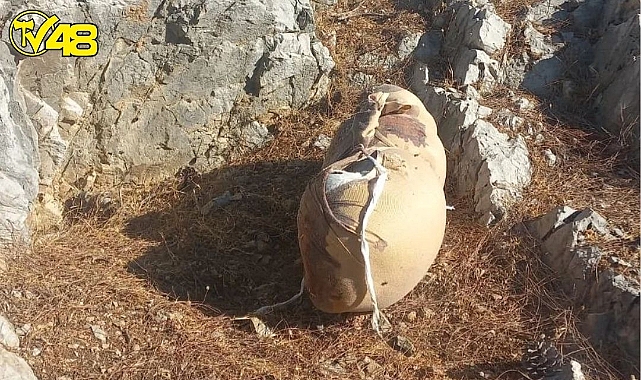 Ormanda Şüpheli Torbadan Bakın Ne Cesedi Çıktı