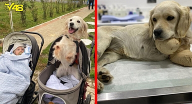 Pamuk artık insanlara güvenen, ruhen iyileşmiş, mutlu bir çocuk!