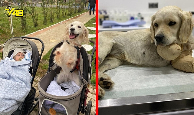 Pamuk artık insanlara güvenen, ruhen iyileşmiş, mutlu bir çocuk!