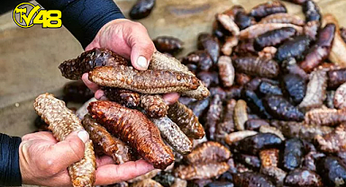 1 ton deniz patlıcanı ele geçirildi