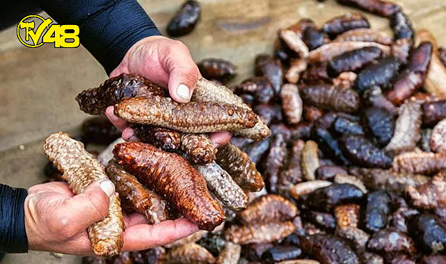 1 ton deniz patlıcanı ele geçirildi