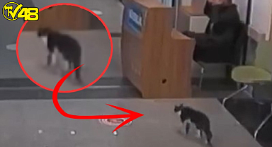 Ayağı kırılan kedi acil servise giderek kendini tedavi ettirdi