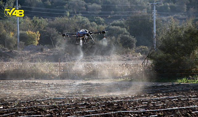 BODRUM&#039;DA DRON İLE İLAÇMA DÖNEMİ BAŞLIYOR