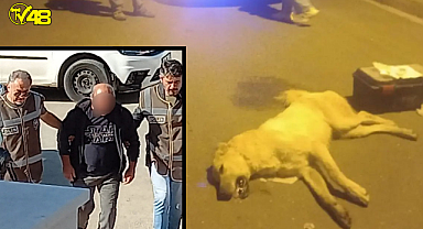 BODRUM'DA KÖPEKLERİ ZEHİRLEYEREK ÖLDÜREN ŞAHIS KISKIVRAK YAKALANDI