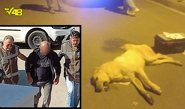 BODRUM&#039;DA KÖPEKLERİ ZEHİRLEYEREK ÖLDÜREN ŞAHIS KISKIVRAK YAKALANDI