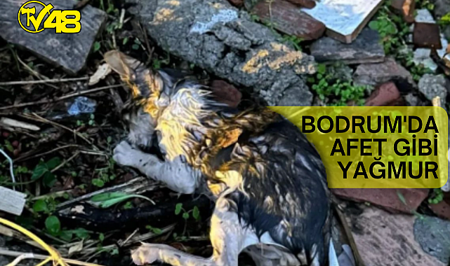 Bodrum&#039;da Yağan Yağmur Sonrası Ortaya Çıkan Tablo Üzdü