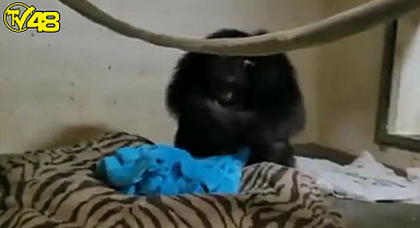 Doğumu iyi gitmeyen şempanzenin 2 gün küvezde tutulan yavrusu ile kavuşma anı izleyenlerin içini ısıttı