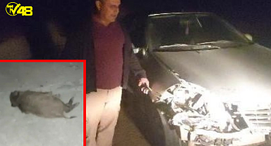 Domuz sürüsüne çarptı! Domuzlar telef oldu