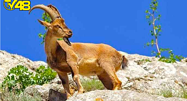 Dünya'daki Mars'ta Yaban Keçileri Görüntülendi!