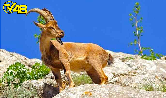 Dünya&#039;daki Mars&#039;ta Yaban Keçileri Görüntülendi!