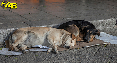 Filistin'de ölü köpek başına para ödülü koyan belediye başkanı geri adım attı: Şaka yaptım