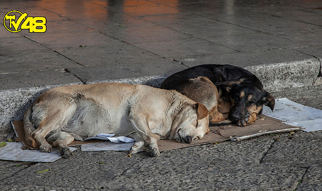 Filistin&#039;de ölü köpek başına para ödülü koyan belediye başkanı geri adım attı: Şaka yaptım