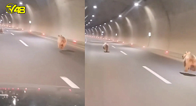 Gümüşhane'de tüneli kullanan ayı bu kez yalnız gelmedi