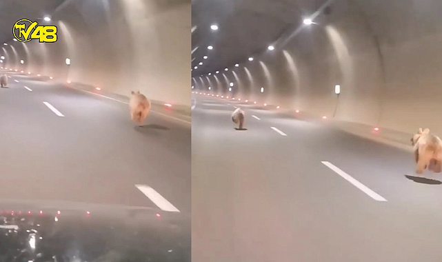 Gümüşhane'de tüneli kullanan ayı bu kez yalnız gelmedi