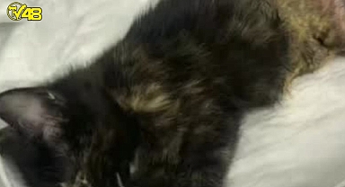 Haytap'ın kurtarma öykülerinden...