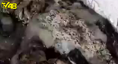 İşkembeler kurtlar içinde yüzüyor! Halkın sağlığı tehlikede