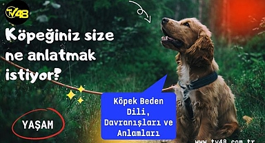 Köpeğiniz size ne anlatmak istiyor? Köpek Beden Dili, Davranışları ve Anlamları