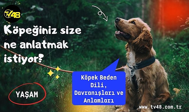 Köpeğiniz size ne anlatmak istiyor? Köpek Beden Dili, Davranışları ve Anlamları