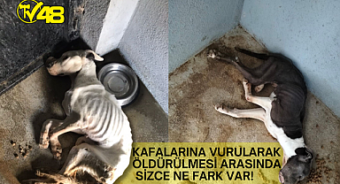 Nedir Bu Can Dostlarının İnsanlardan Çektiği