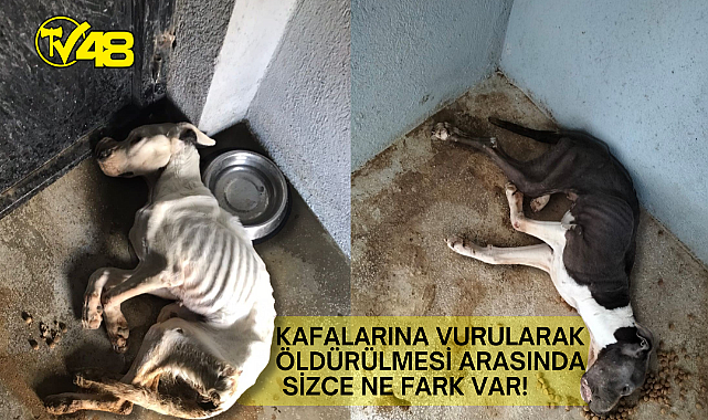 Nedir Bu Can Dostlarının İnsanlardan Çektiği