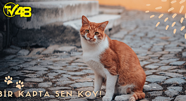 Sokak hayvanları için neler yapabiliriz?