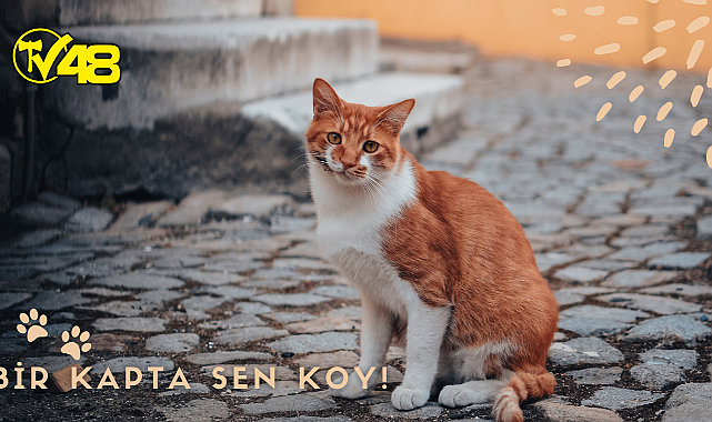 Sokak hayvanları için neler yapabiliriz?