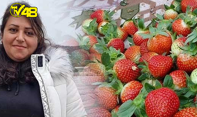 Aralık ayında Çilek hasadı yapıyor