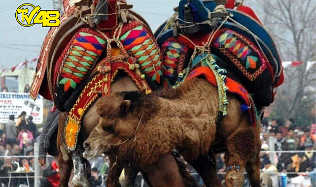 DEVE GÜREŞİ FESTİVALİ 18 ARALIK 2022 PAZAR GÜNÜ  GÜLLÜK&#039;TE YAPILACAK