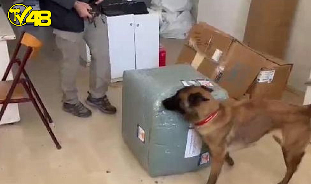 Elektrik süpürgesindeki 2,7 kilo esrarı &#039;Coco&#039; buldu