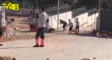 Konya'da barınaktaki köpek katliamında istenen ceza belli oldu!