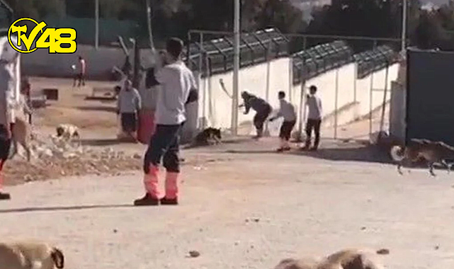 Konya&#039;da barınaktaki köpek katliamında istenen ceza belli oldu!