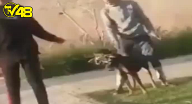 Köpeği kırbaçlayıp, işkence ediyordu sonu kötü bitti! Şahıs cinsel organından ısırıldı