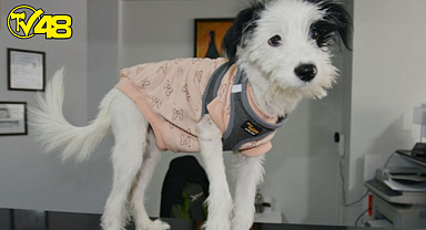 Manisa'da kaybolan köpek çipi sayesinde Muğla'da bulundu