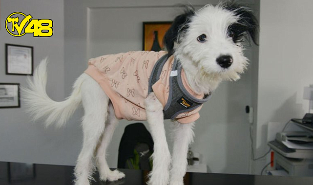 Manisa&#039;da kaybolan köpek çipi sayesinde Muğla&#039;da bulundu