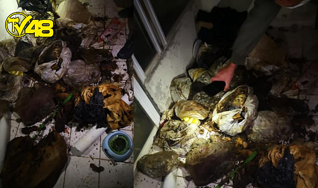 Marmaris&#039;te &#039;hayvan&#039; dehşeti! Bir evde çok sayıda çürümüş köpek ve kedi ölüsü bulundu