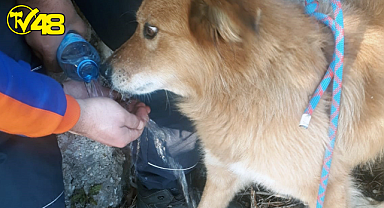 Menteşe Ekipleri Kayalıklarda Mahsur Kalan Köpeği Kurtardı