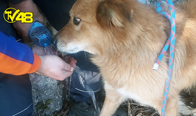 Menteşe Ekipleri Kayalıklarda Mahsur Kalan Köpeği Kurtardı