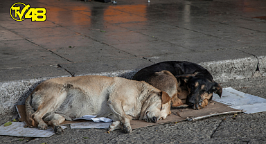 Sokak köpekleri mama dışında ne yer?