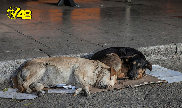 Sokak köpekleri mama dışında ne yer?