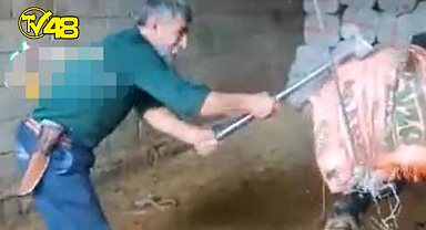 Balyozla boğa öldüren sanık 36 gün sonra tahliye edildi!