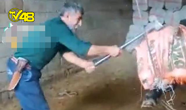 Balyozla boğa öldüren sanık 36 gün sonra tahliye edildi!