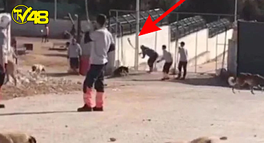 Barınakta köpeği eziyet ederek öldüren sanıklara iyi hal indirimi uygulandı!