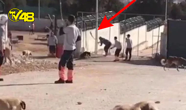 Barınakta köpeği eziyet ederek öldüren sanıklara iyi hal indirimi uygulandı!