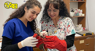 Bodrum Belediyesi Yaralı Yaban Hayvanlarının Da Yanında