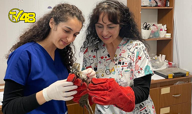 Bodrum Belediyesi Yaralı Yaban Hayvanlarının Da Yanında