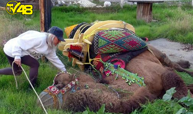 Sahibi öldükten sonra yas tutan deve, 2,5 yıl sonra ilk kez güreşip kazandı