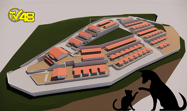 SOKAK HAYVANLARI İÇİN BÜYÜK PROJE