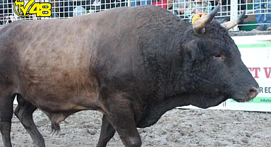 'Vefa' yarım milyona satıldı