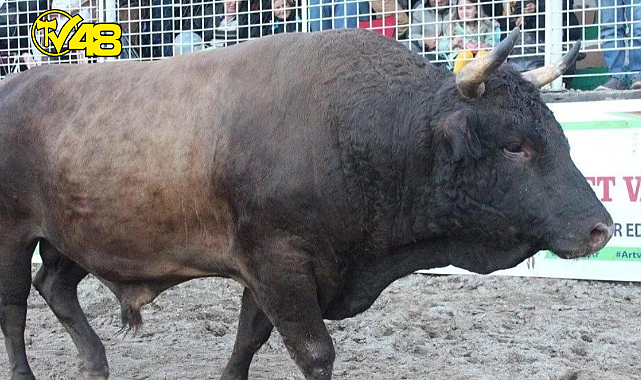 &#039;Vefa&#039; yarım milyona satıldı